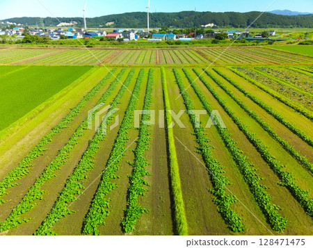 Aerial view of pumpkin fields in Esashi, Hokkaido in summer 128471475