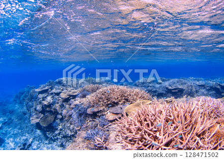 藍色的大海和珊瑚 128471502