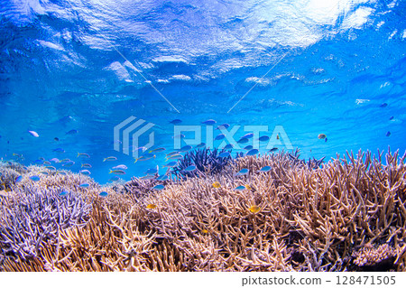 Blue sea and fish 128471505