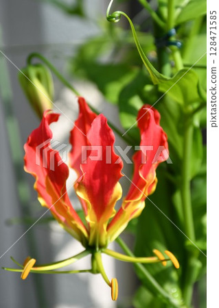 盛開的嘉蘭，火紅的花朵 128471585