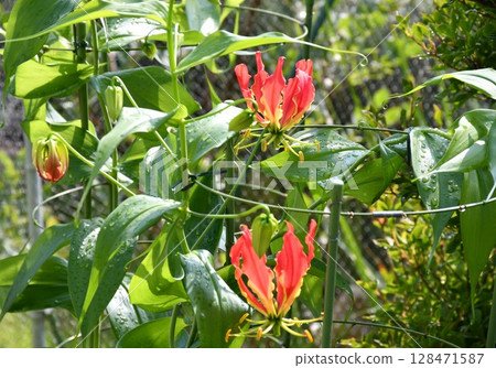 Blooming gloriosa, a fiery red flower Blooming gloriosa, a fiery red flower 128471587
