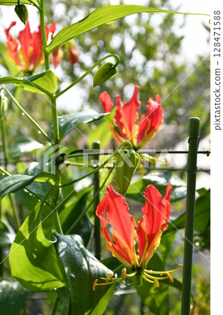 盛開的嘉蘭，火紅的花朵 128471588