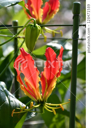 盛開的嘉蘭，火紅的花朵 128471589