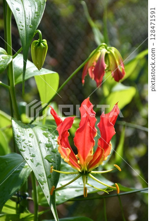 盛開的嘉蘭，火紅的花朵 128471591