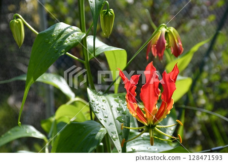 Blooming gloriosa, a fiery red flower 128471593