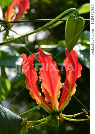 盛開的嘉蘭,火紅的花朵 盛開的嘉蘭,火紅的花朵 128471596