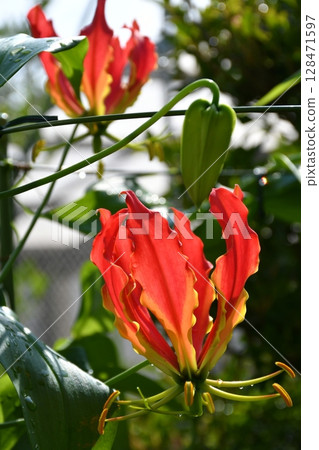 Blooming gloriosa, a fiery red flower Blooming gloriosa, a fiery red flower 128471597