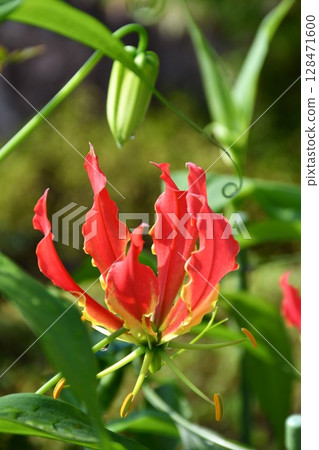 盛開的嘉蘭,火紅的花朵 盛開的嘉蘭,火紅的花朵 128471600