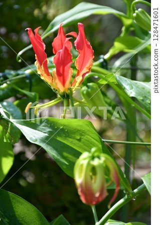 Blooming gloriosa, a fiery red flower 128471601