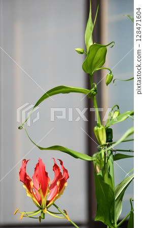 盛開的嘉蘭，火紅的花朵 128471604