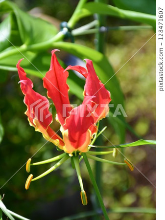 盛開的嘉蘭,火紅的花朵 盛開的嘉蘭,火紅的花朵 128471607