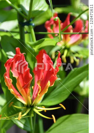 盛開的嘉蘭，火紅的花朵 128471611