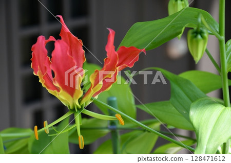 盛開的嘉蘭，火紅的花朵 128471612