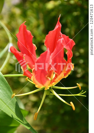 盛開的嘉蘭，火紅的花朵 128471613