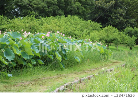 Lotus Pond Path, Summer Day Lotus Pond Path, Summer Day 128471626