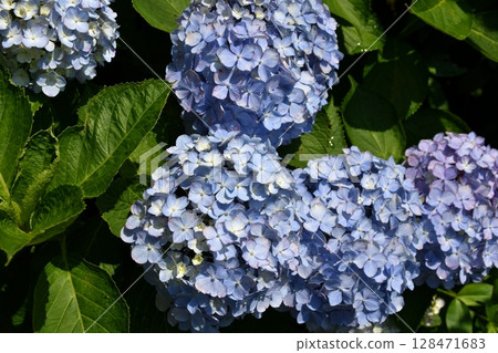 Blue hydrangea 128471683