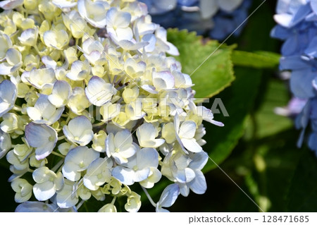 藍色繡球花 藍色繡球花 128471685
