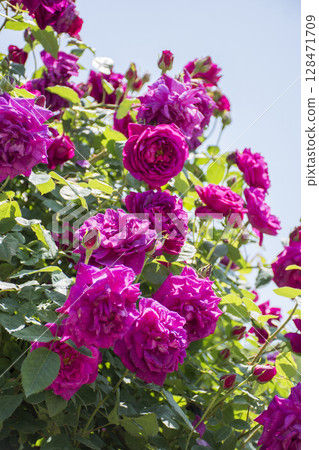 Rose of pink color Rose of pink color 128471709