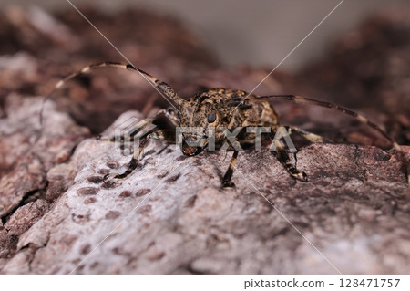 生物：昆蟲：長角甲蟲，六月林地。它們聚集在枯死或砍伐的闊葉樹上。 128471757