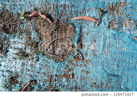 照片拍攝於滋賀縣近江八幡市，是距琵琶湖岸約 1.5 公里的衝島。 128471927