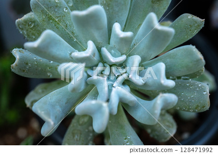 An abstract leaf of Echeveria runyonii 'Topsy Turvy' texture and background. 'Topsy Turvy' is a mutant form originated in California, with leaves positioned upside-down. 128471992