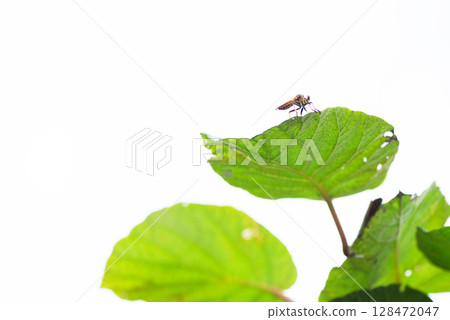 馬蠅棲息在一片葉子上 128472047