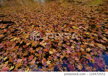 A pond with autumn leaves piled up on the surface A pond with autumn leaves piled up on the surface 128472052