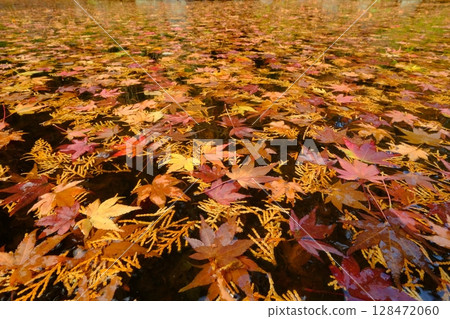A pond with autumn leaves piled up on the surface A pond with autumn leaves piled up on the surface 128472060