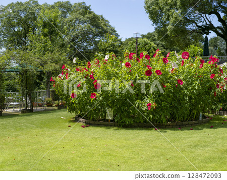 花園裡盛開的泰坦諾比克斯花 128472093