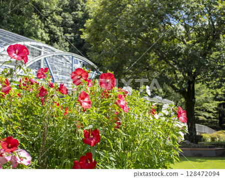 花園裡盛開的泰坦諾比克斯花 128472094