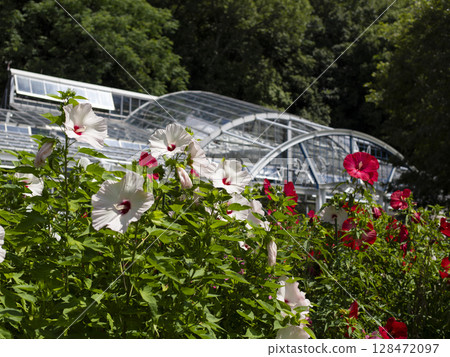 花園裡盛開的泰坦諾比克斯花 128472097