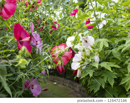 Titanobicus buds and flowers 128472186