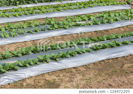 Farmers useplastic films for keep soil moisture and weed control in vegetable garden. 128472205