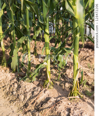 Corn plant with brace roots and aerial brace roots. Corn plant with brace roots and aerial brace roots. 128472206