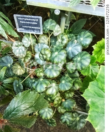 筑波植物園的秋海棠 128472256