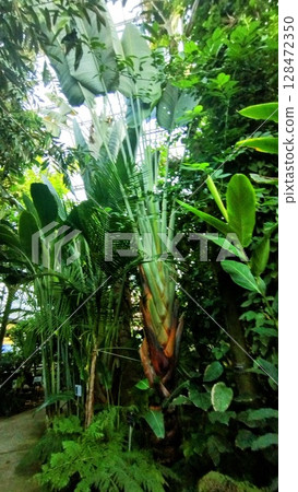 筑波植物園的亞洲捲心菜 筑波植物園的亞洲捲心菜 128472350