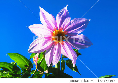 帝王大麗花(Kidachidahlia)花朵和藍天 帝王大麗花(Kidachidahlia)花朵和藍天 128472462