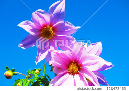 Emperor dahlia (Kidachidahlia) flowers and blue sky Emperor dahlia (Kidachidahlia) flowers and blue sky 128472463