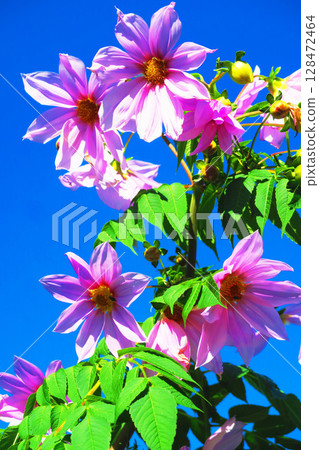 帝王大麗花（Kidachidahlia）花朵和藍天 128472464