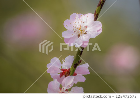 Plum blossoms telling the arrival of spring 128472572