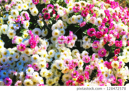 菊科花卉（白色和紫色的小菊花）的美麗風景 128472578