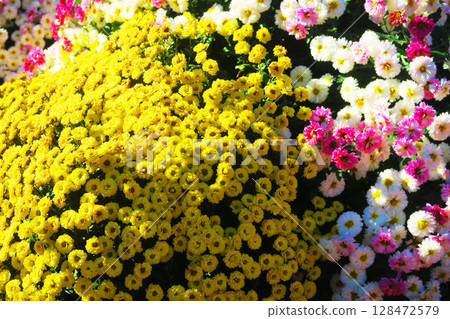 Beautiful scenery of Asteraceae flowers Beautiful scenery of Asteraceae flowers 128472579
