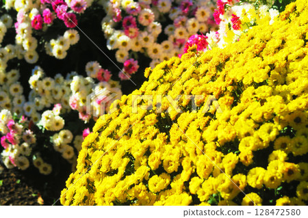 Beautiful scenery of Asteraceae flowers 128472580