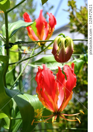 盛開的嘉蘭，火紅的花朵 128472621
