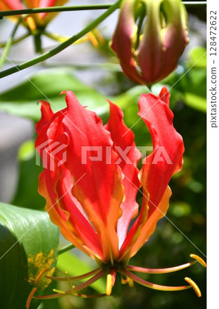 盛開的嘉蘭，火紅的花朵 128472622