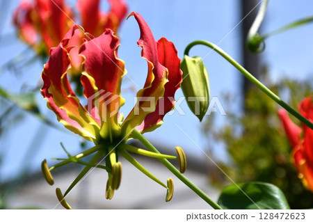 盛開的嘉蘭，火紅的花朵 128472623