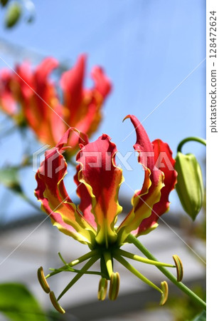 盛開的嘉蘭，火紅的花朵 128472624