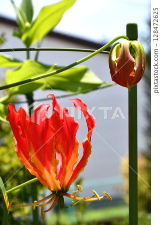 Blooming gloriosa, a fiery red flower 128472625
