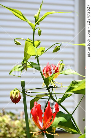 盛開的嘉蘭，火紅的花朵 128472627