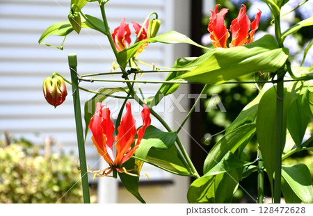 盛開的嘉蘭，火紅的花朵 128472628